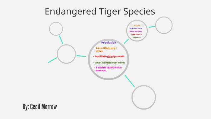 Endangered Tiger Species by cecil morrow on Prezi