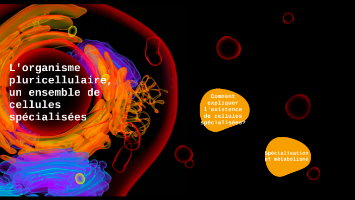 L'organisme pluricellulaire, un ensemble de cellules spécialisées by