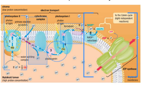 Linear Electron Transport and ATP Synthesis by Cassidy Rowe on Prezi