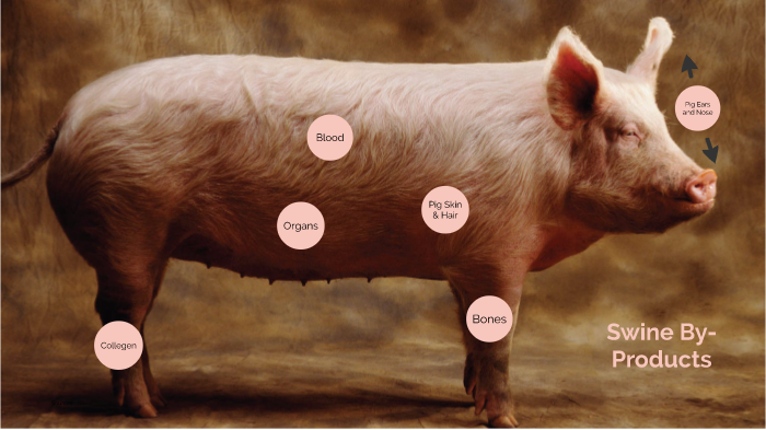 BSAA- Swine By-Products by Emma Carmien on Prezi