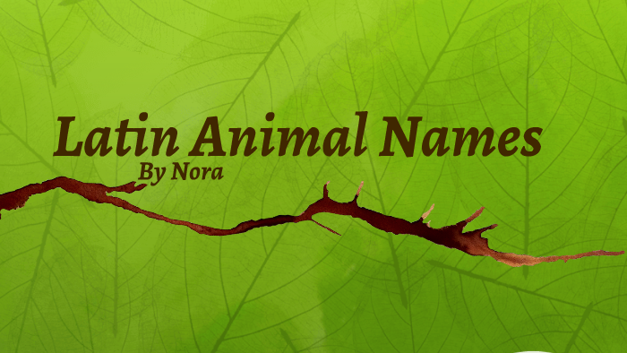 animals-name-in-english-pdf-animals-name-in-english-with-picture-here