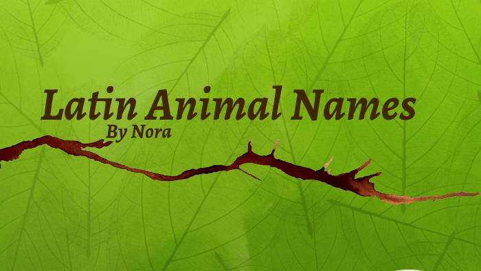 Latin Animal Names By Mayor Befuddlefumpter On Prezi