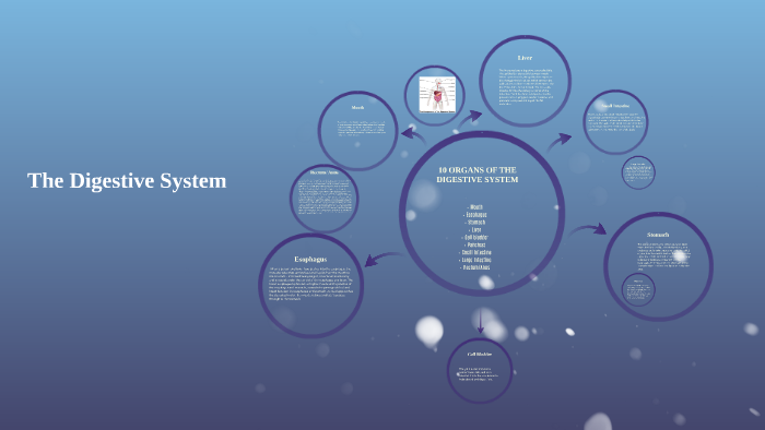 The Digestive System by kaylee devries on Prezi