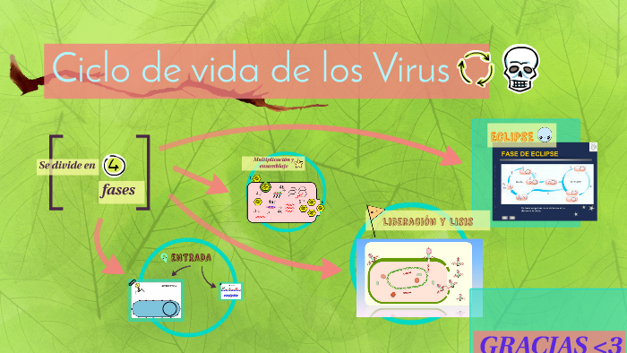 Ciclo De Vida De Los Virus By Emy Olenka Castillo León On Prezi 2923