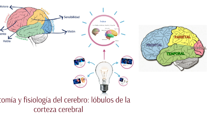 Anatomía y fisiología del cerebro: lóbulos de la corteza cer by ...