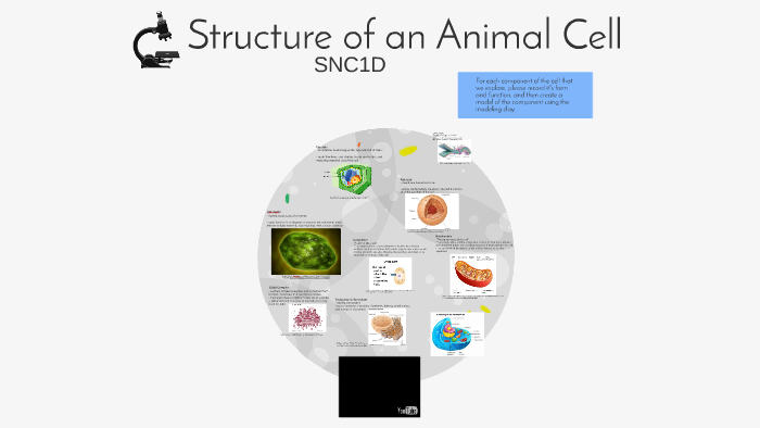 Structure of an Animal Cell by Tyler Andersen on Prezi