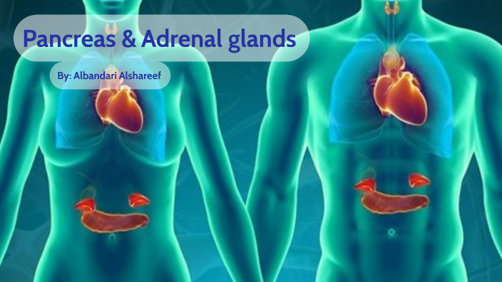 Pancreas And Adrenal Glands By Albandari Alshareef 5899