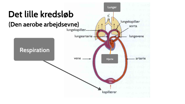 Det lille kredsløb by Marcus Gram Bjerring Kristensen on Prezi