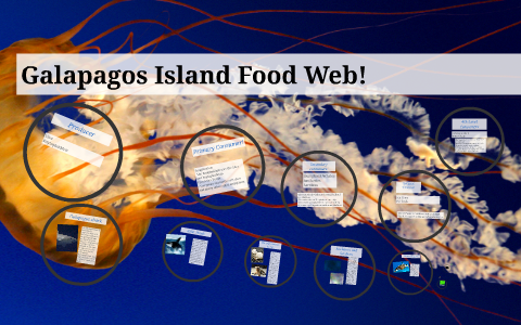 Galapagos Island Food Web! by annika vagle on Prezi