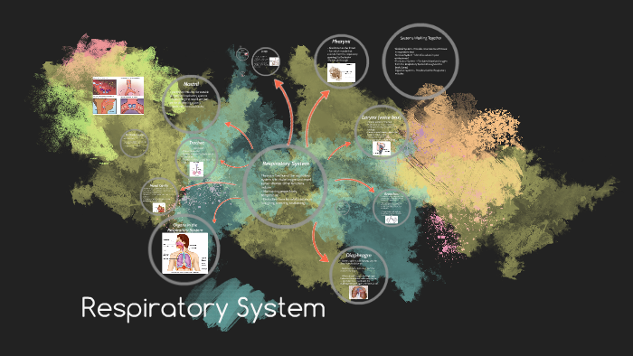 The Respiratory System by Devasena Sitaram on Prezi