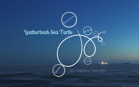 Leatherback Sea Turtle by Matthew Seehafer on Prezi