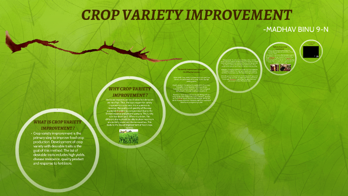 CROP VARIETY IMPROVEMENT By Madhav Binu On Prezi