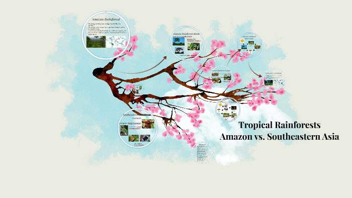 Amazon Rainforest by Jessica Rowe on Prezi
