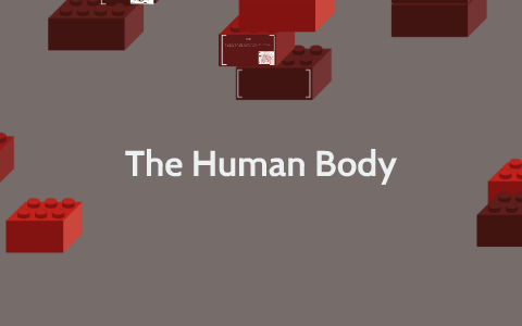 The Human Body by brayden c on Prezi