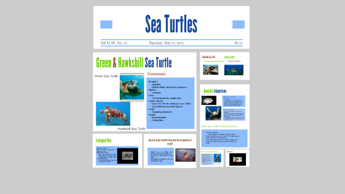 Sea Turtles by Karlie Morus on Prezi