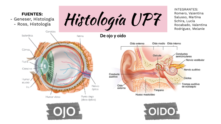 Histología De Ojo Y Oído By Valentina Romero On Prezi 9698