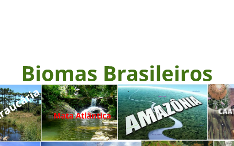 Biomas Brasileiros by Luiza Racy on Prezi