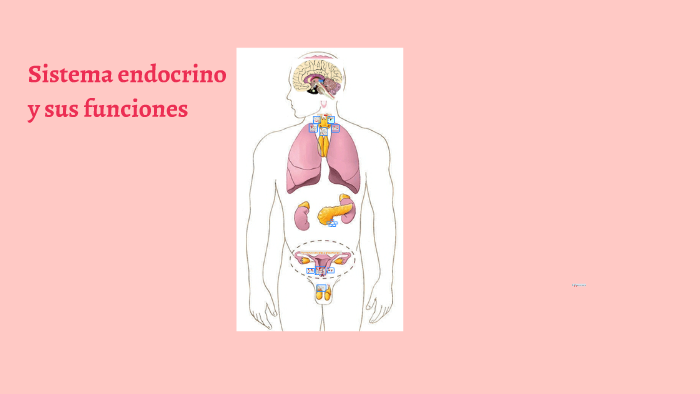 Sistema Endocrino Y Sus Funciones By Emilio González Martín