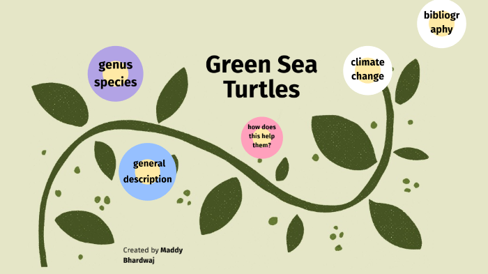Green Sea Turtles by mads bhardwaj on Prezi