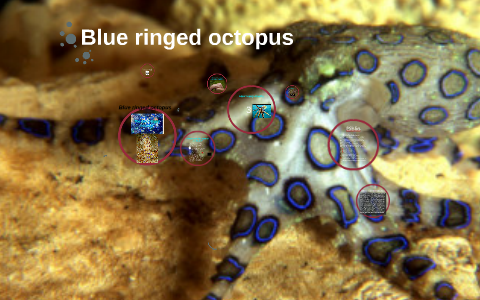 Blue Ringed Octopus By Tristen Cook On Prezi