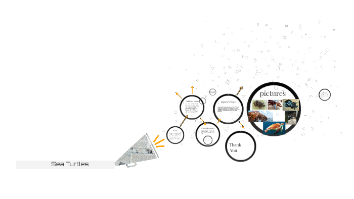 Sea Turtles by alex carson on Prezi