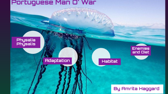 Portuguese Man O War By Amrita Haggard