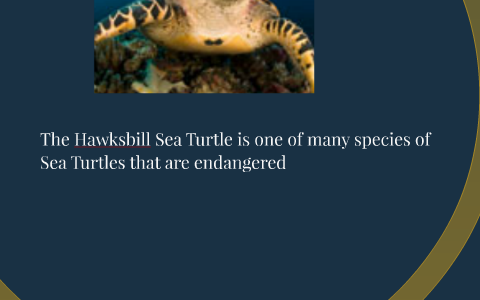Hawksbill Sea Turtle by Joe Carter on Prezi