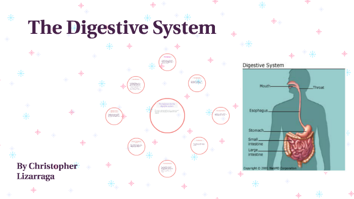 The Digestive System by christopher lizarraga on Prezi