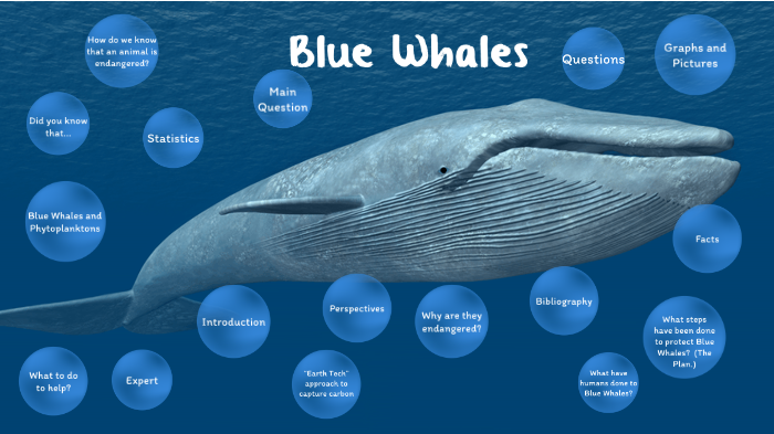 Blue Whales Presentation by Eshal Gul Nisar