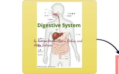 Digestive System(How does junk foods affects your digestive system?) by ...