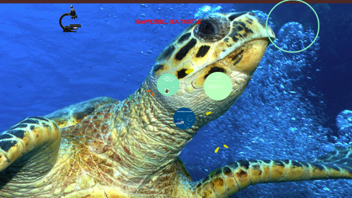 HAWKSBILL SEA TURTLE by christi lecaptain on Prezi