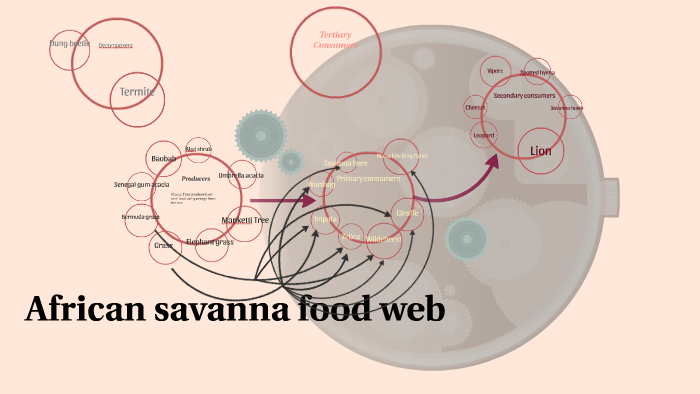 African savanna food web by Hannah D