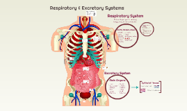 How does the respiratory system work with the excretory system Respiratory Excretory Systems By Guillermina Peragallo