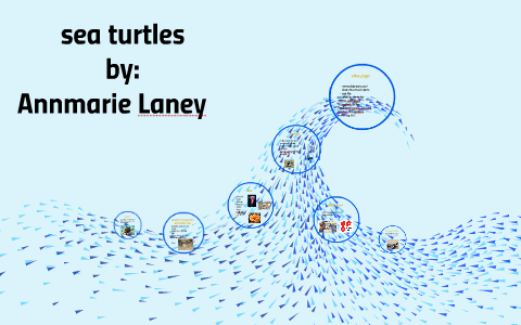 sea turtles by ann laney on Prezi Next