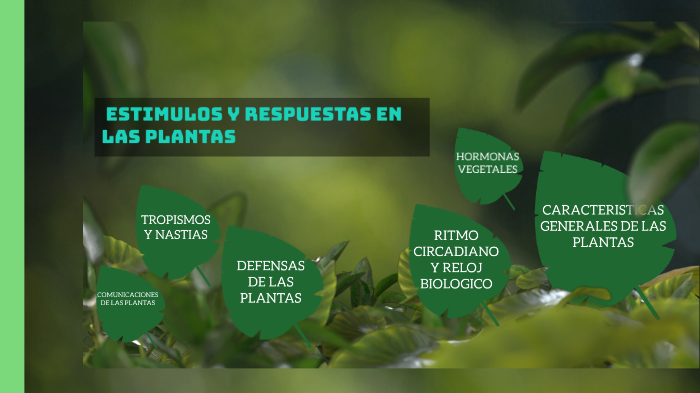 Ejemplos De Estimulos Y Respuestas En Plantas prezi.com