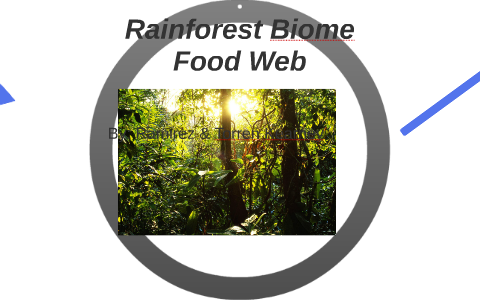 Rainforest Biome Food Web by Marissa Ramirez