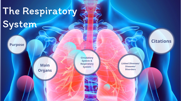 Respiratory System by 윤제인 on Prezi