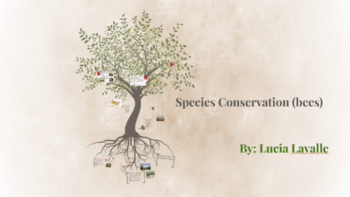 What is the importance of bees in the world by lucia lavalle on Prezi