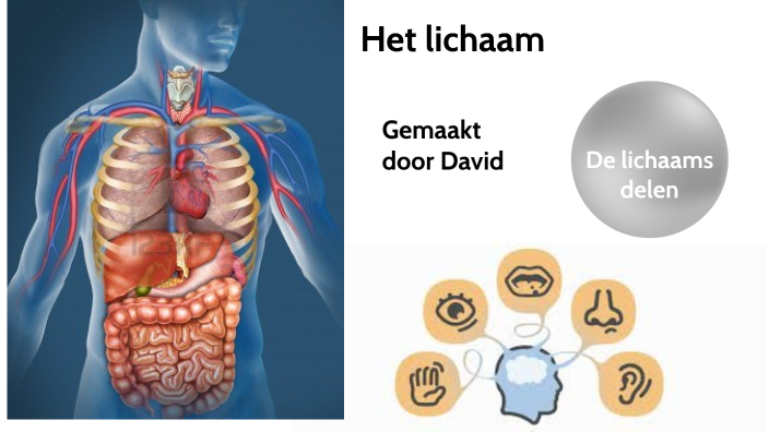 Het lichaam by david strijker on Prezi