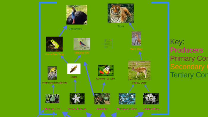 Australian Rainforest Food Web by Victoria Burgo on Prezi