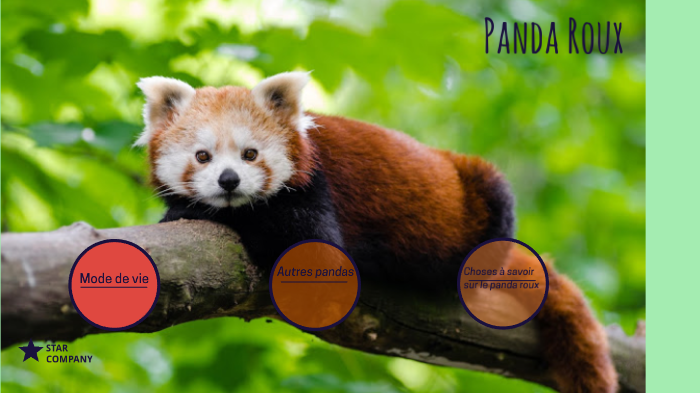 Panda Roux Powerpoint Le Panda Roux by Milyanna Joseph on Prezi