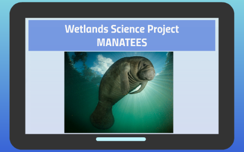 Manatee Life Cycle Diagram