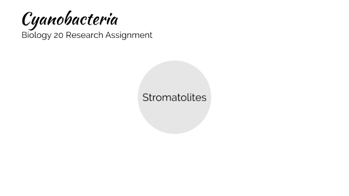 Cyanobacteria Research Assignment by Joshua Aurelio on Prezi