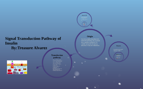 Signal Transduction Pathway of Insulin by Treasure Alvarez2 on Prezi