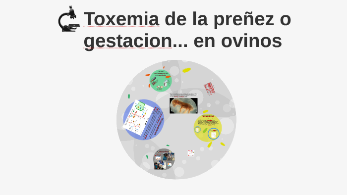 Toxemia de la preñez o gestacion... en ovinos by Maart Quevedo on Prezi