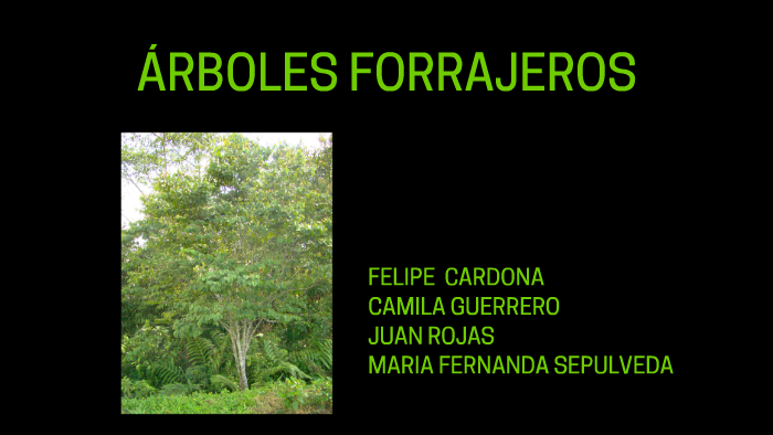 ARBOLES FORRAJEROS by camila ospina