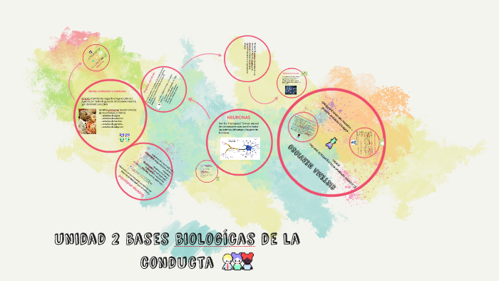 unidad 2 bases biologícas de la conducta by Narda Tamariz Guzman on Prezi