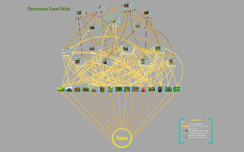 Burmese Food web by William Geerdes on Prezi
