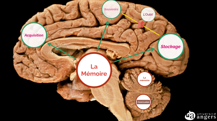 La mémoire. by Danya Dif on Prezi