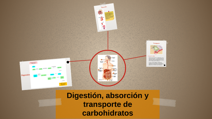 Digestión Absorción Y Transporte De Carbohidratos By Cristina Tamay On